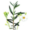 University Herbarium