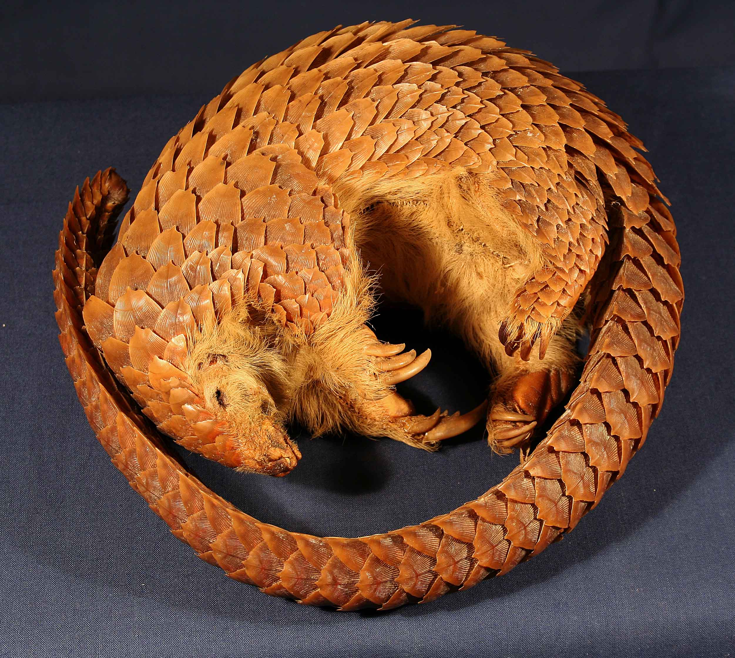 From scaled mammals…