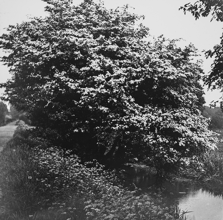 Mayday Tree