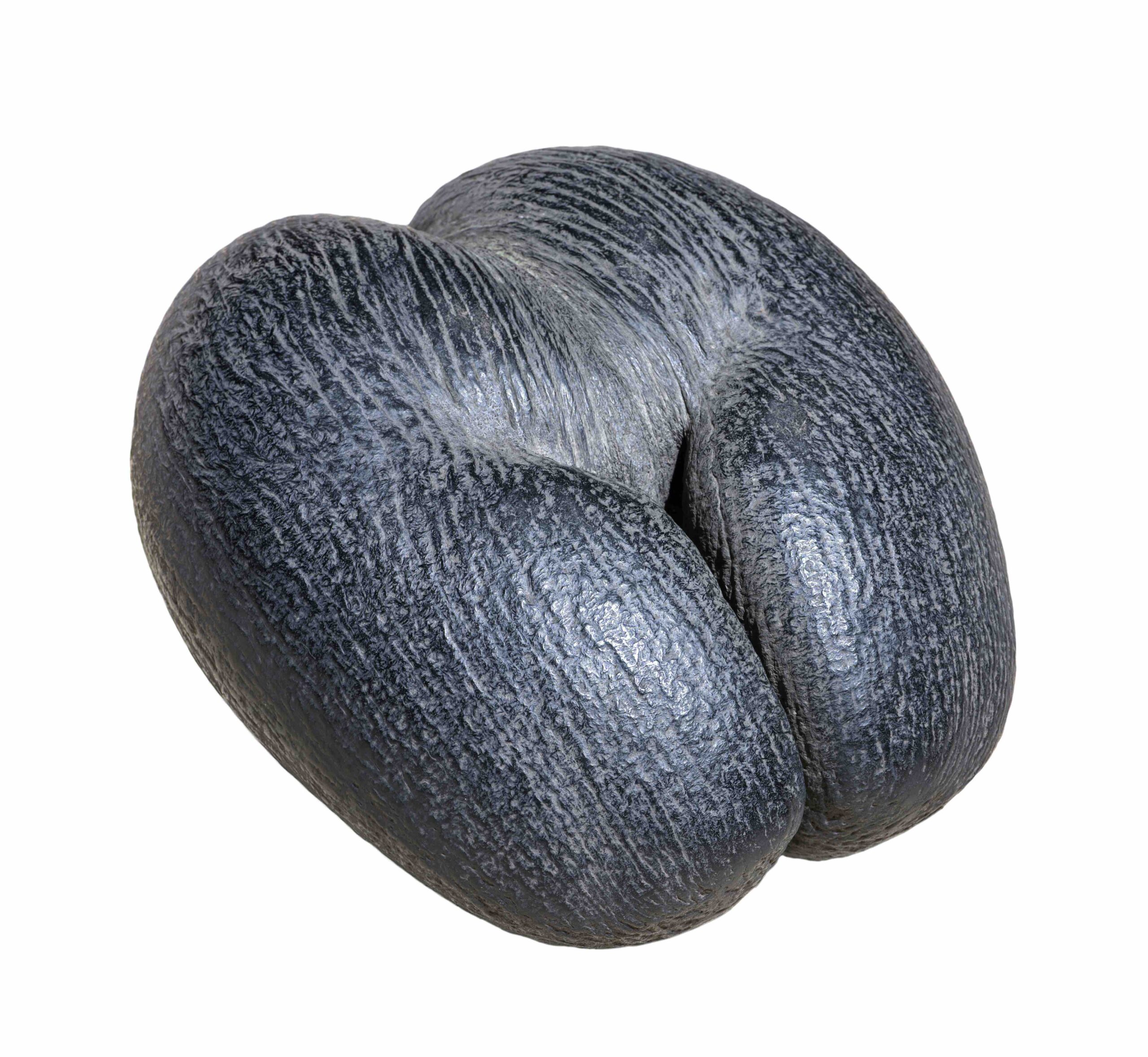From the world’s biggest seed...